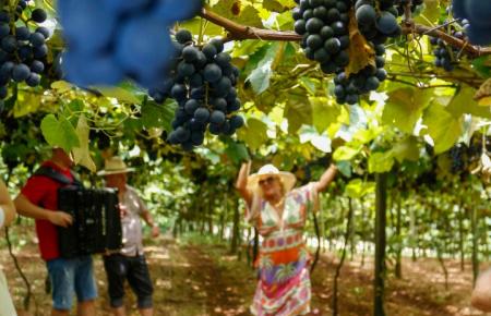 XVI Vindima Goethe 2024 é aberta oficialmente com colheita simbólica e pisa da uva
